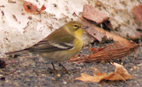 Pine Warbler