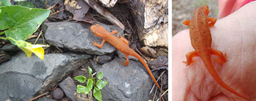 Red Eft, trail and on hand