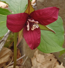 Red Trillium