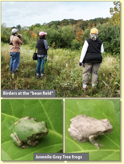 Bean field and juvy tree frogs