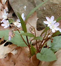 Spring Beauty