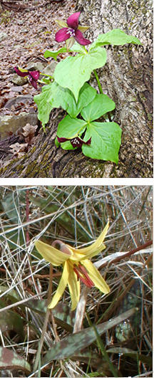 Trillium and Trout Lly