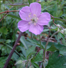 Wild Geranium