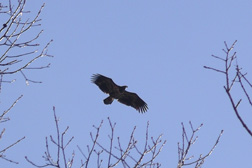 Immature Bald Eagle Echo farm