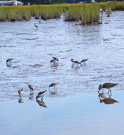 Shorebirds Old Lyme