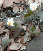 Bloodroot in flower