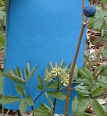 Blue Cohosh