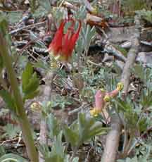 Pale Corydalis and Columbine