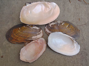 Eastern Lampmussel