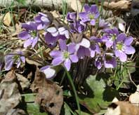 Round-Leaved Hepatica