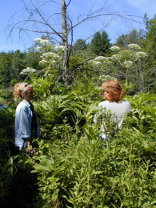 Giant Hogweed