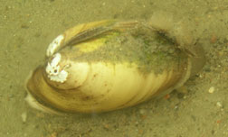 Lamsilis Cariosa mussel