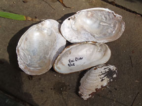 Eastern Pearlshell