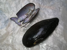 Eastern Pond Mussel