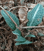 Rattlesnake Plantain