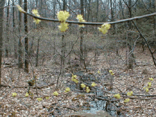 Spicebush