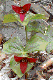 Round-leaved hepatica