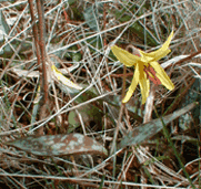 Trout Lily