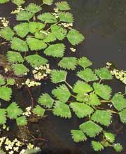 Water Chestnut