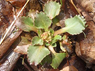 Early Saxifrage budded