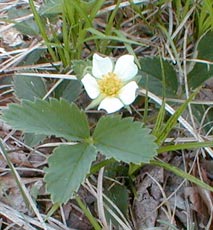 Wild Strawberry