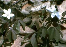 Wood Anemone