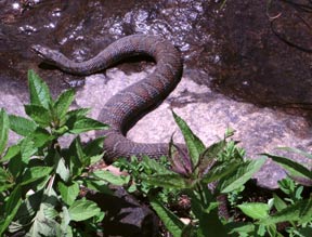 Northern watersnake