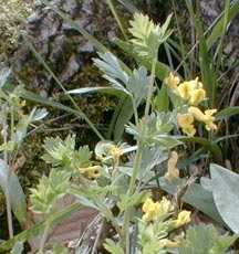 Yellow Corydalis