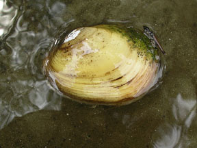 Yellow Lampmussel